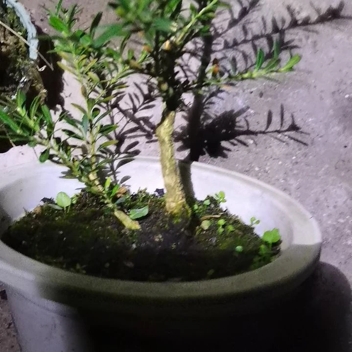 志***航无花朵贵州米叶黄杨