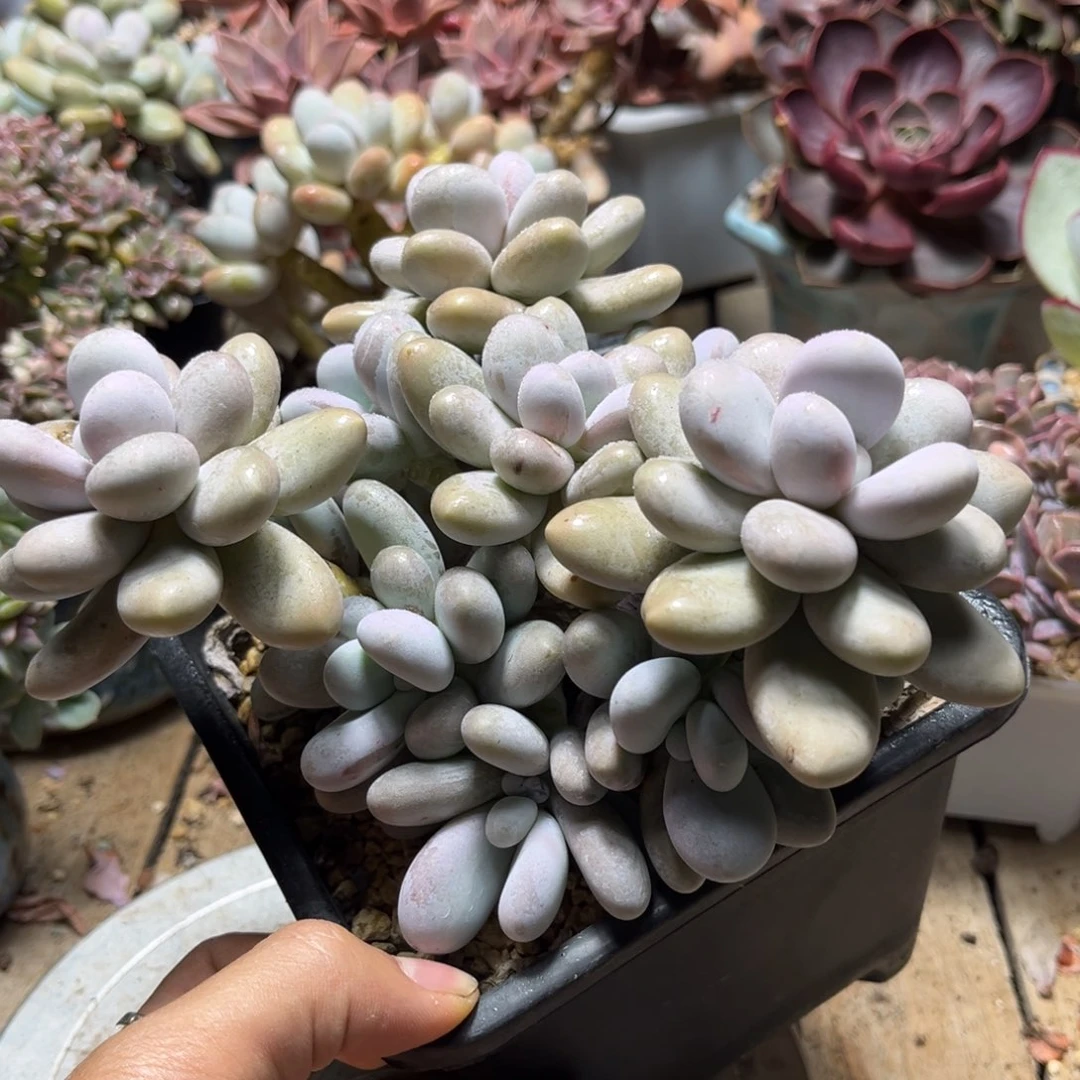 奶酪多肉fuchicihubu