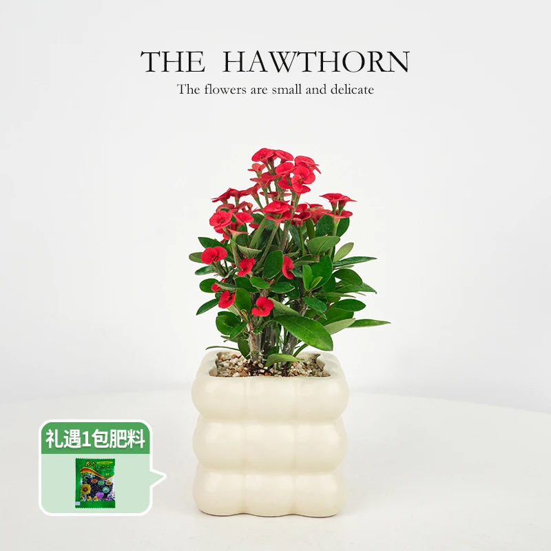 【创享绿洲】虎刺梅铁海棠带花盆桌面盆景四季开花盆栽室内观花绿植