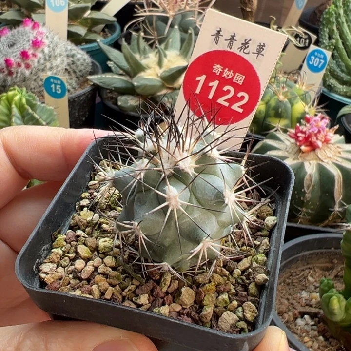 实生强刺黑枪玉一棵仙人球，