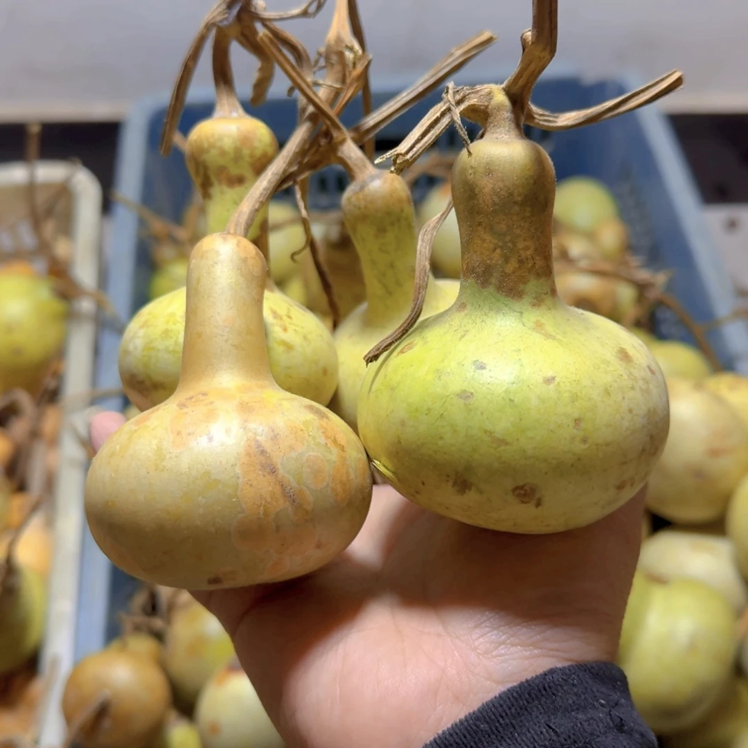 伟***》青皮葫芦不保成不退不换