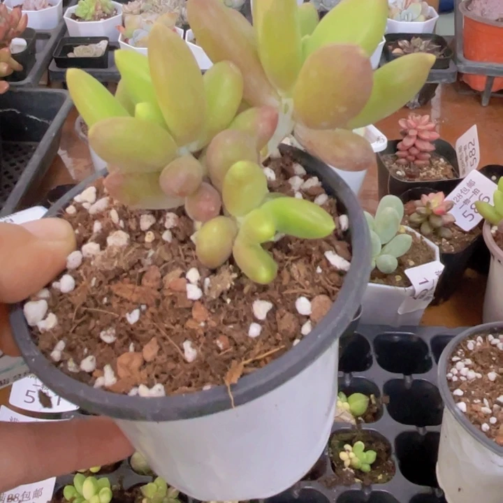 芒果奶拉丝锦多肉植物628