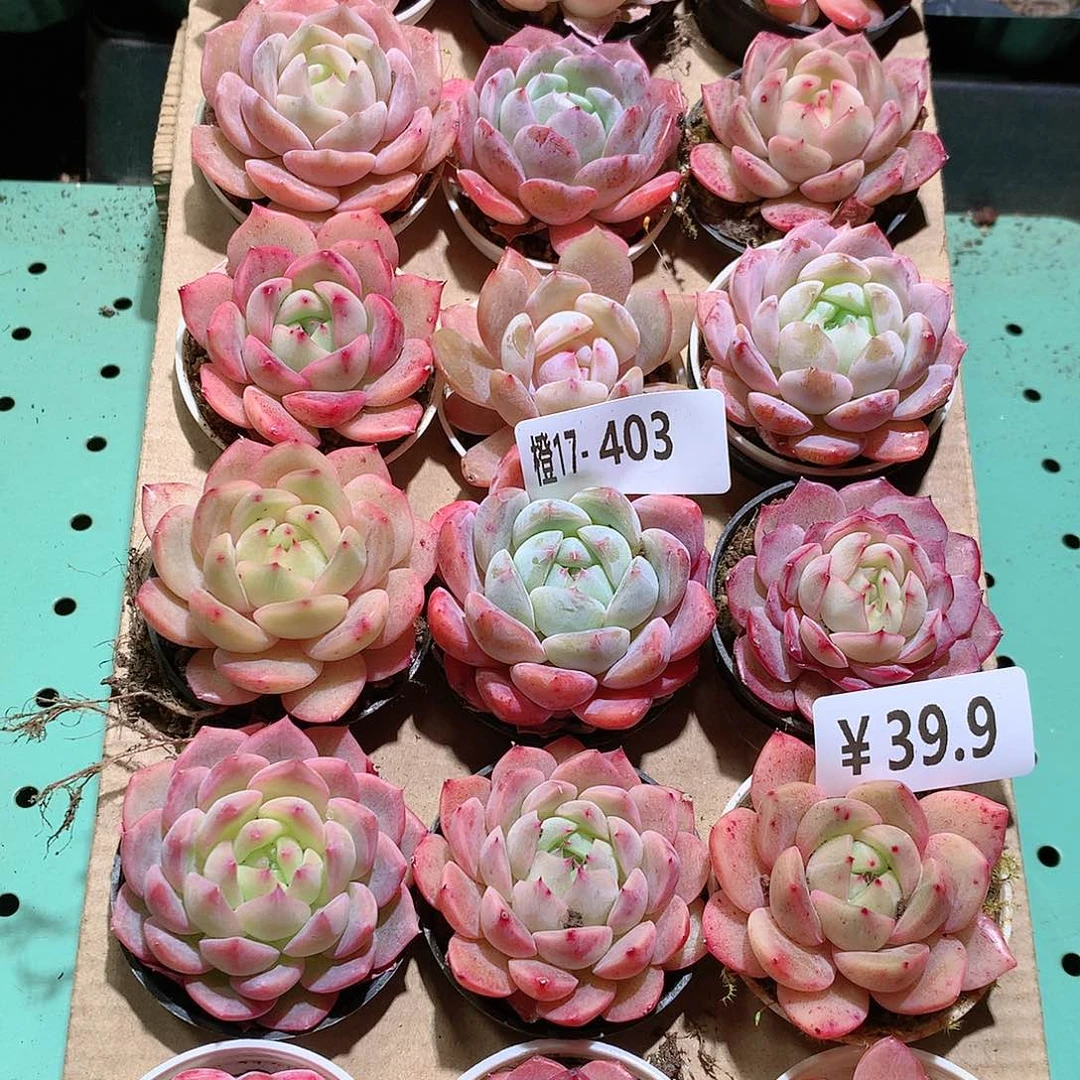 17-403一物一拍带盆18颗