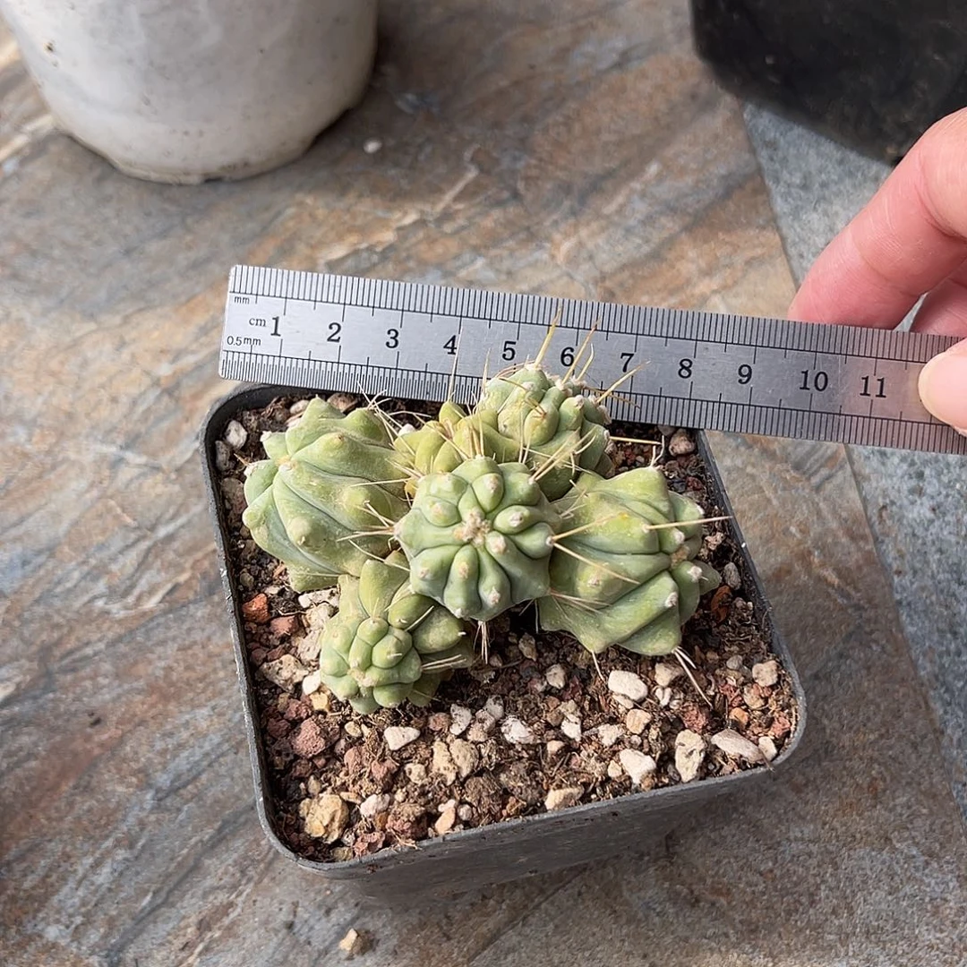 王冠龙仙人球一物一拍