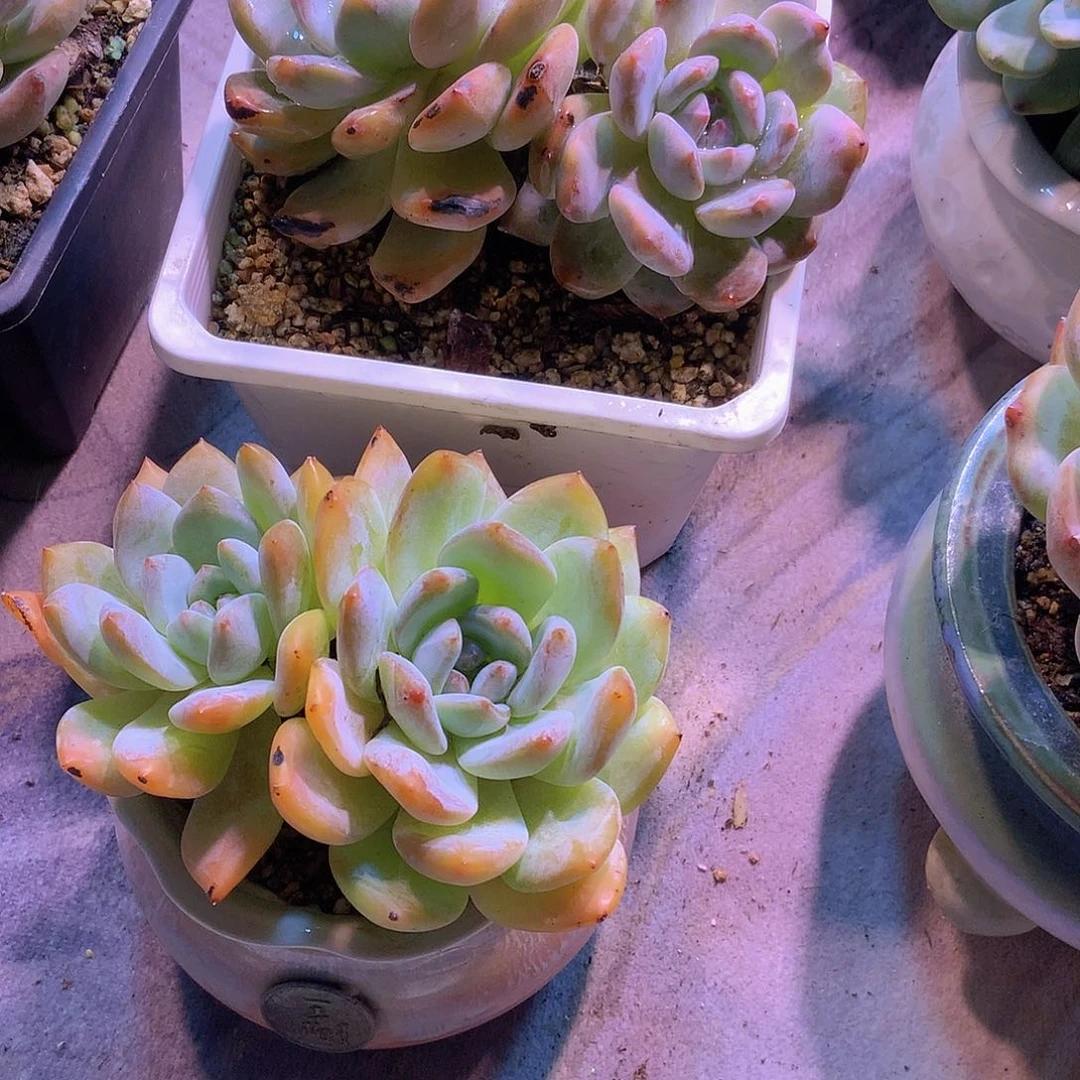 ?****?韩版韩城2颗带盆