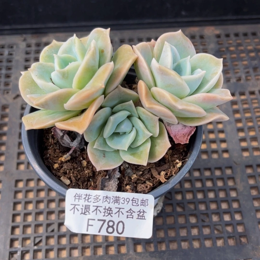 780-可爱玫瑰7cm多肉