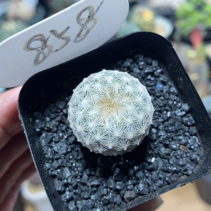 实生白岳丸858号2.7cm