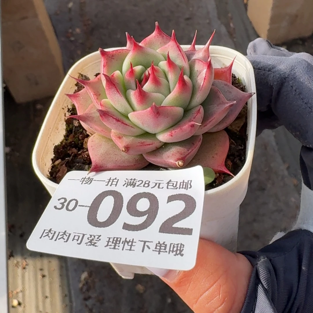 托斯卡无盆土发货无盆