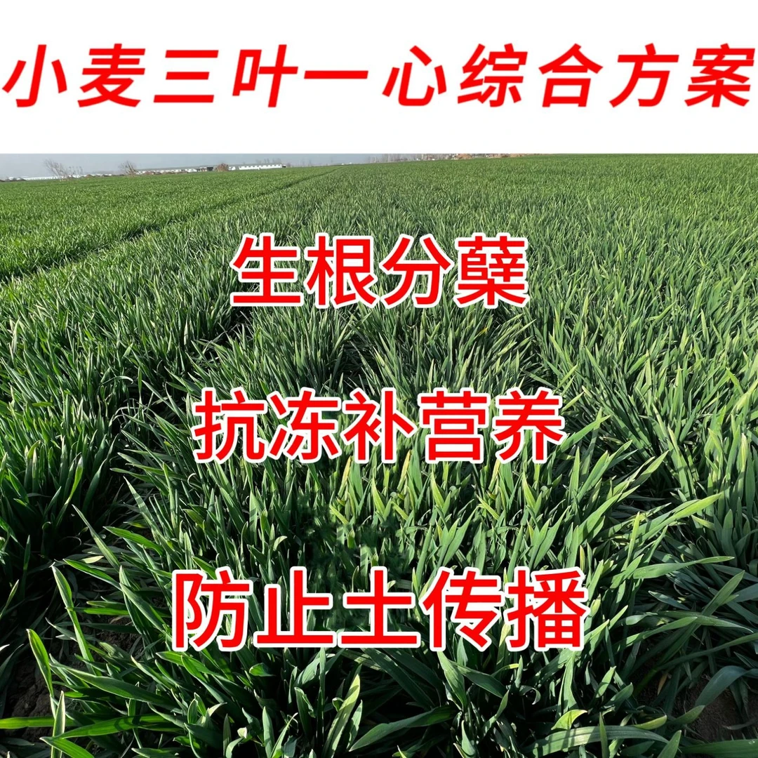 小麦苗期抗病促分蘖组合方案