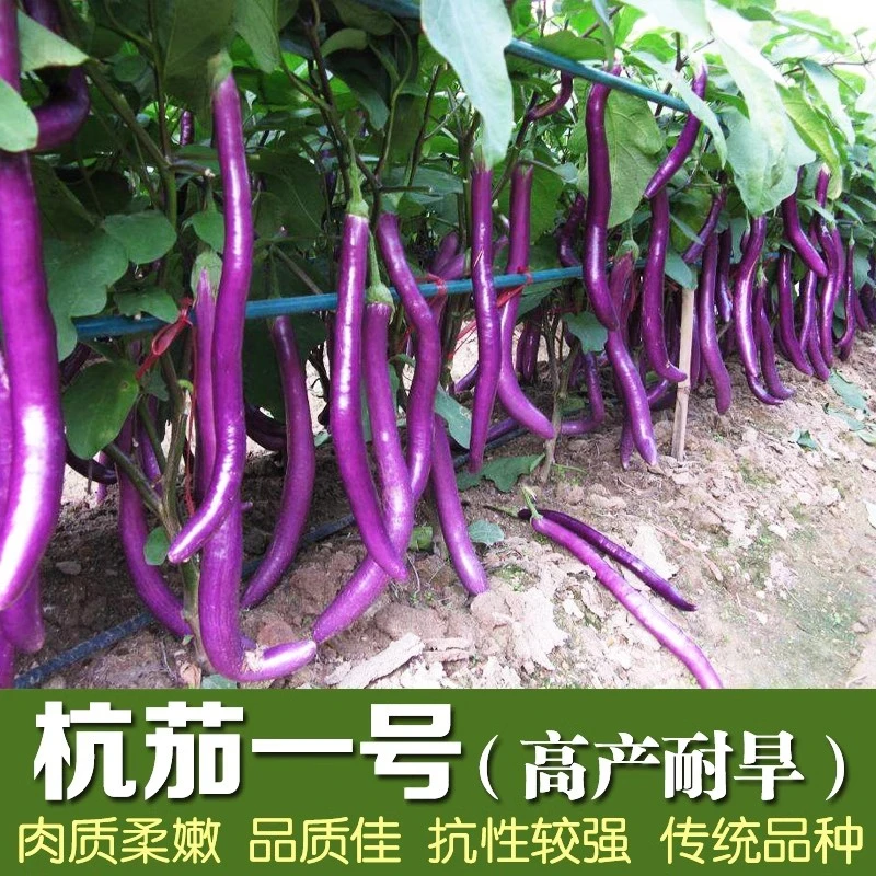 【满五包包邮】杭茄一号长茄种子线茄蔬菜种籽春季秋冬茄子种籽茄苗