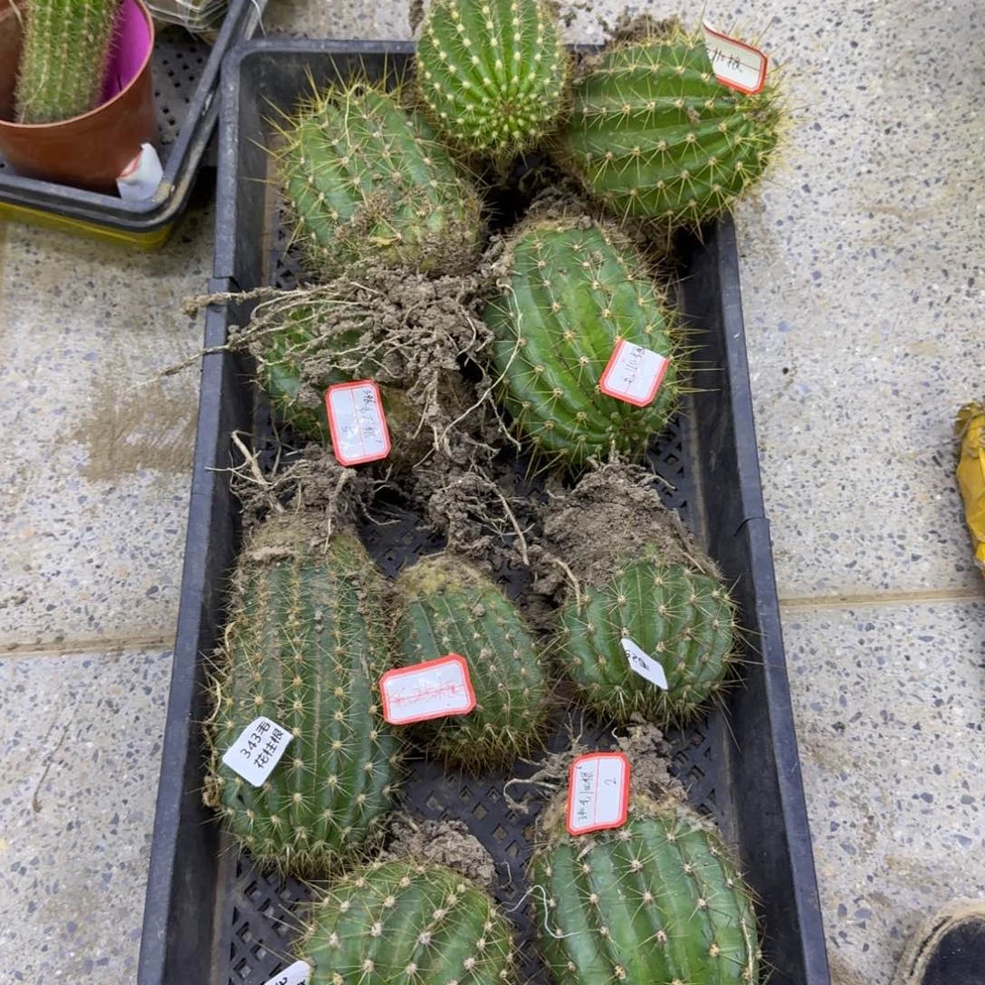 322带根毛花柱脱土发货7公分左右斑