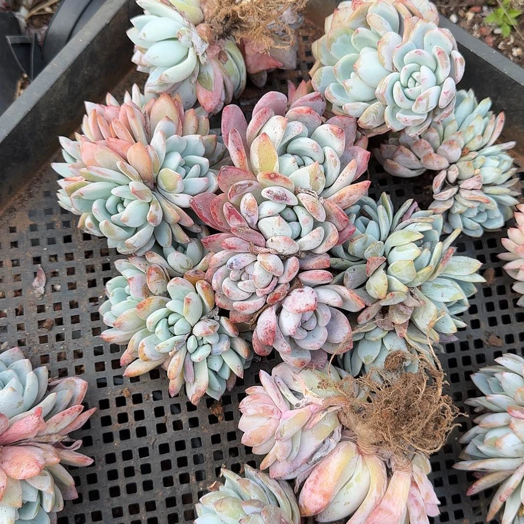 梦露朵朵缀4头起发货