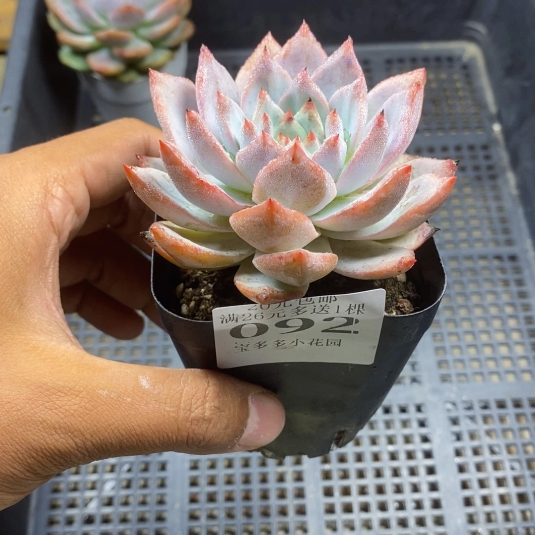 粉蓝鸟一物一拍满20包邮满26送一颗多肉