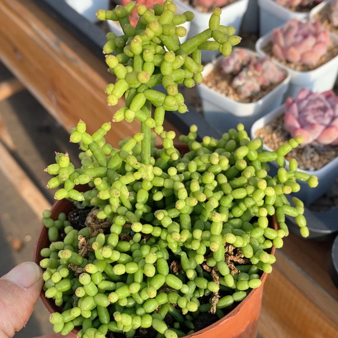 精品多肉一物一拍81