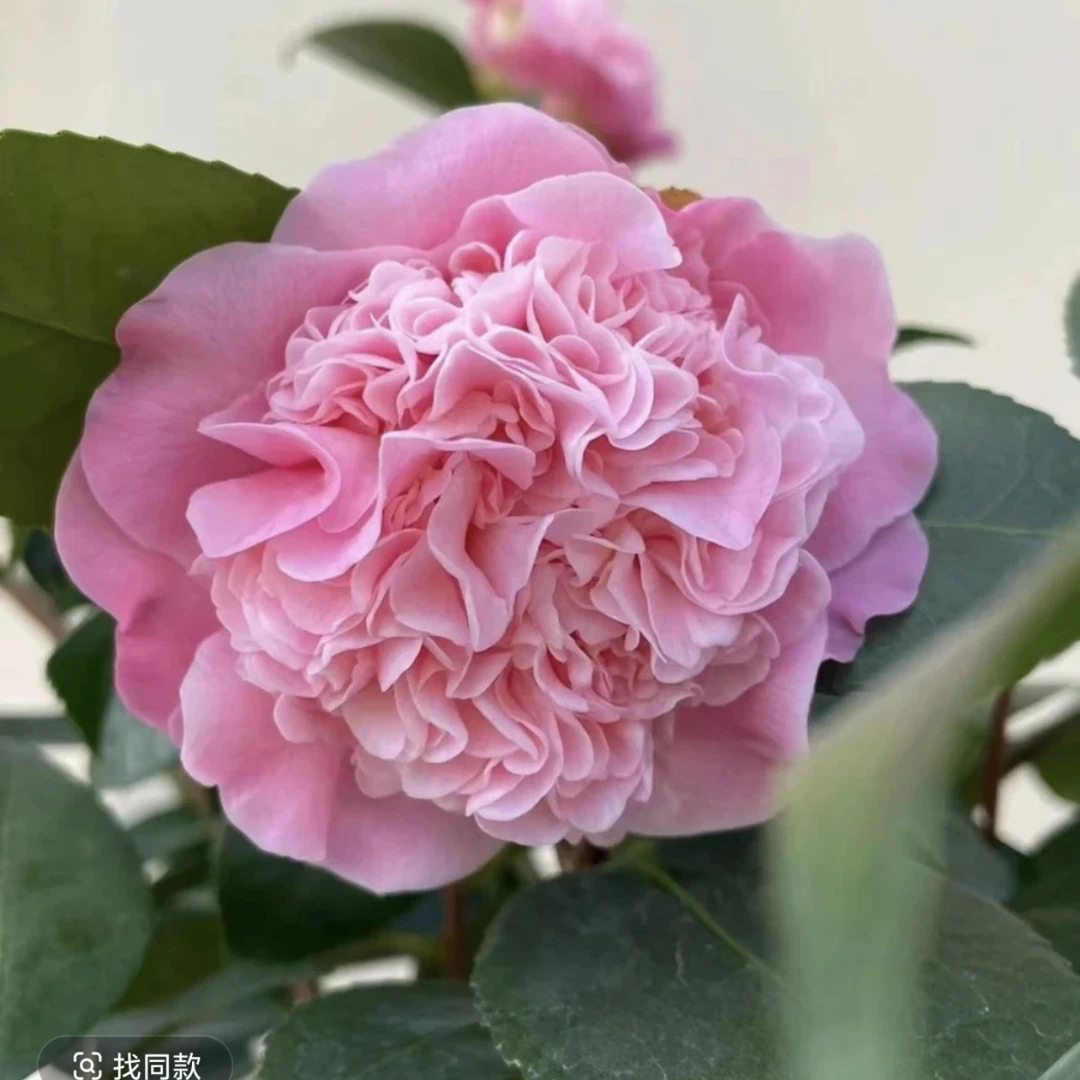 香妃茶花（直接下单挑更好大发货）粉色烈香盆栽花卉阳台庭院易活