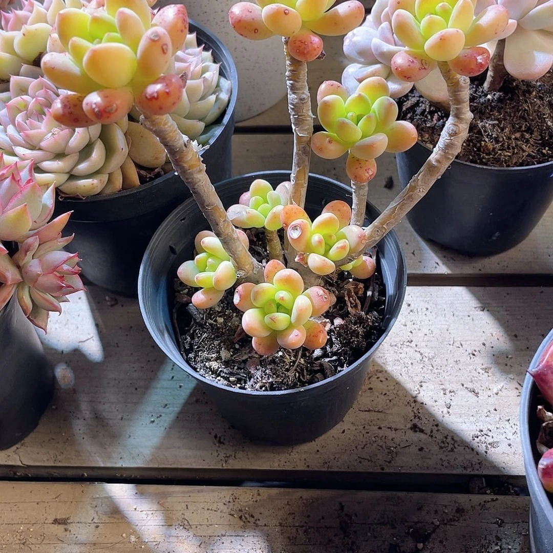 青*1137  香格里拉 六月六