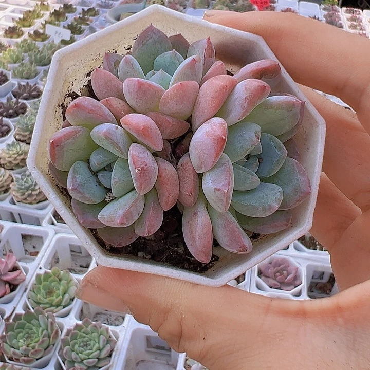 K18群带盆多肉植物