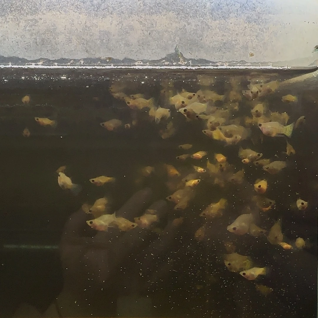 孔雀鱼黑金蕾丝小压成10条随机