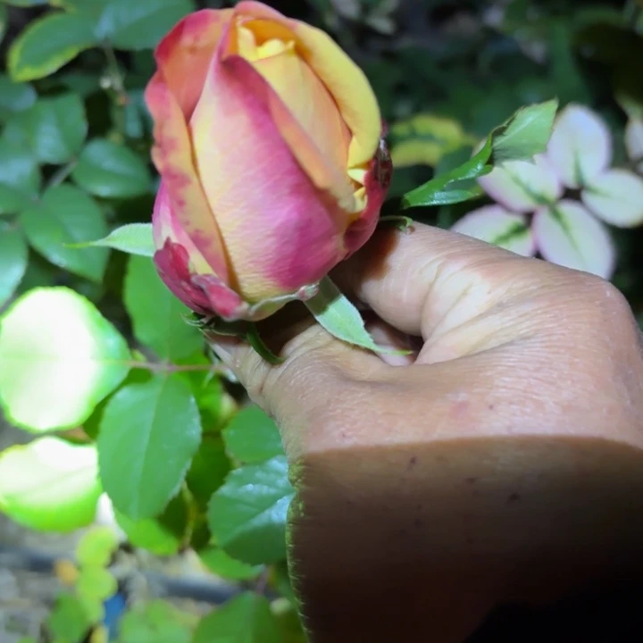 无花朵一加仑鹅卵石