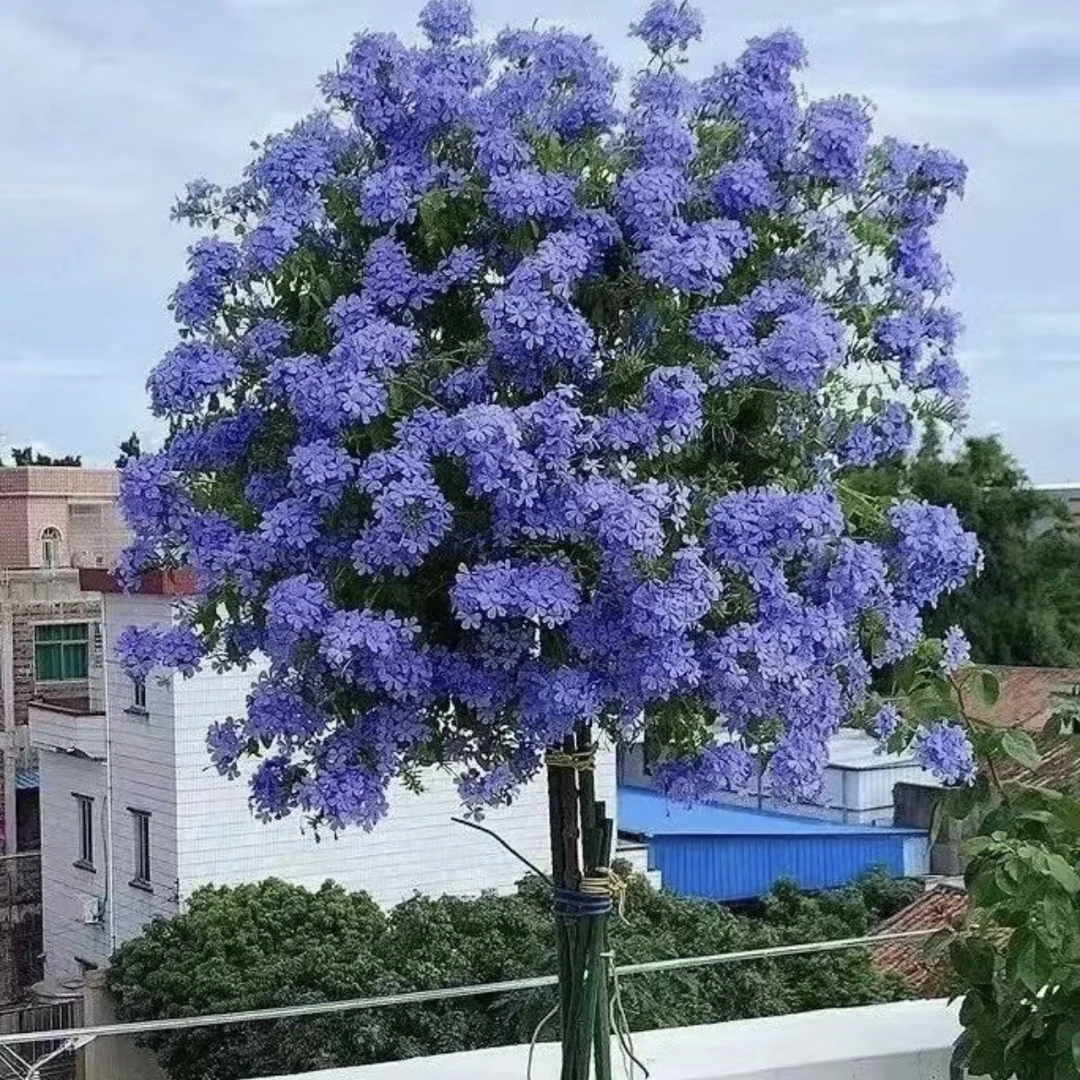 蓝雪花棒棒糖盆栽庭院阳台爆花强花卉新手易养护生花苞庭院植物