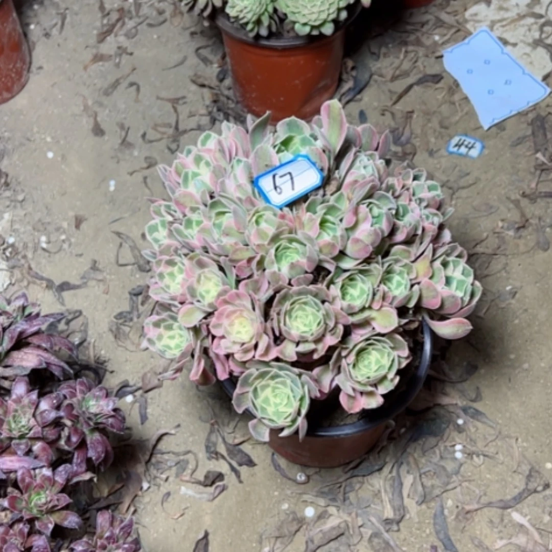 【闪购商品】7****乐妖月67