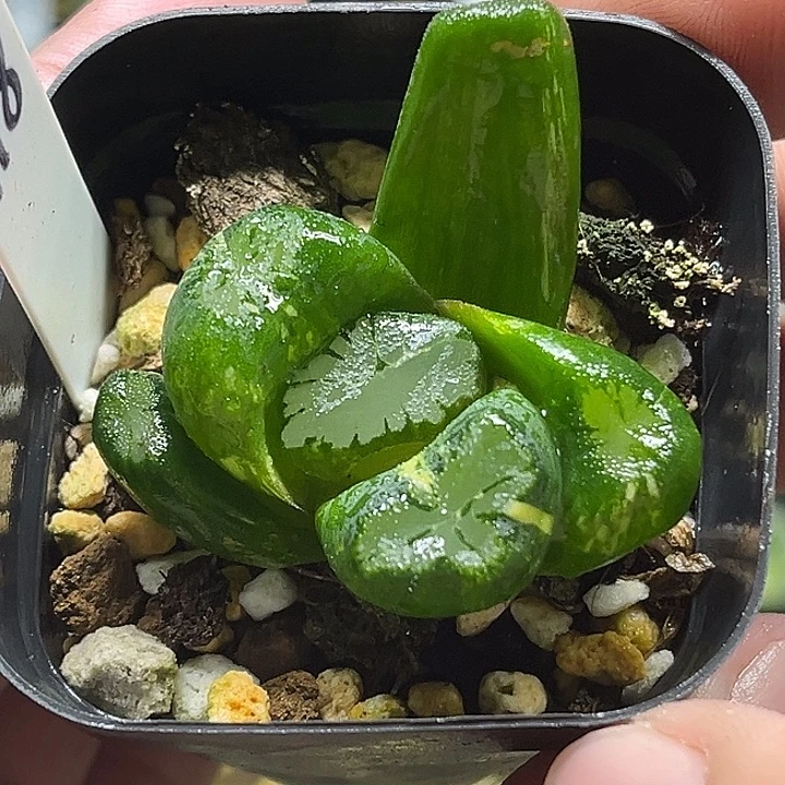 118霸王万象锦头家多肉十二卷