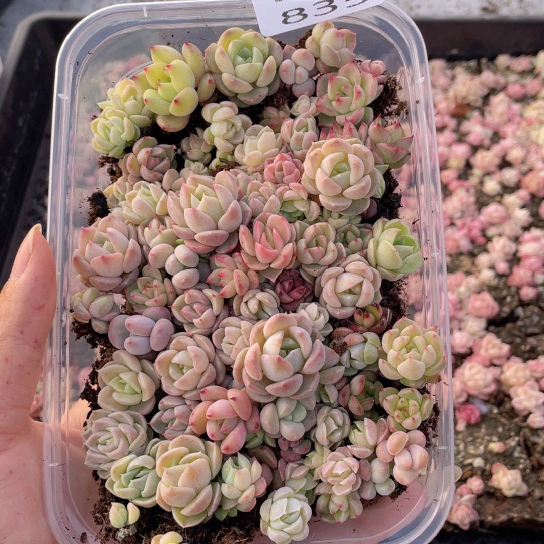 云糖心多肉植物835