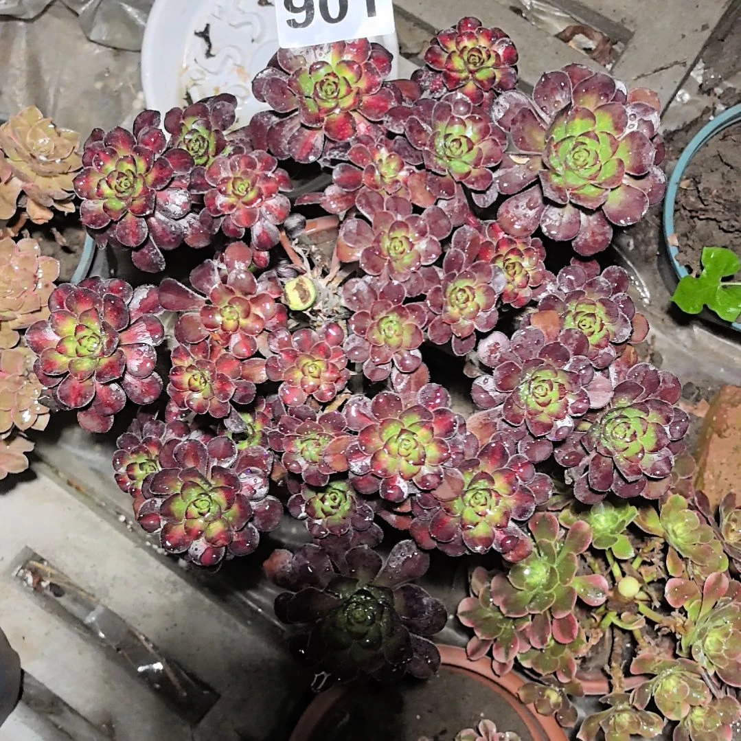 901晚霞花花法师外卖