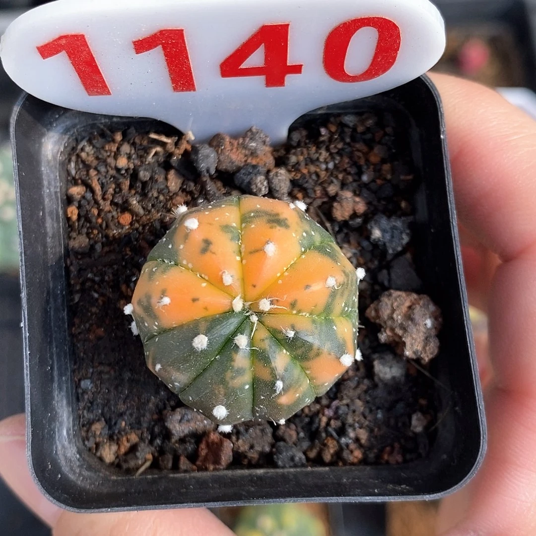 1140兜锦福利来啦