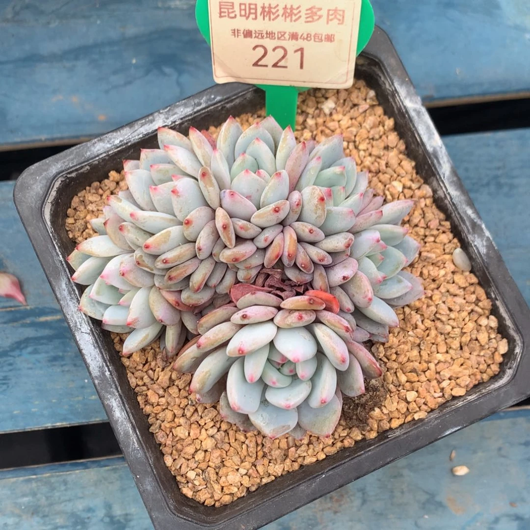 星星橙朵朵缀一物一拍221