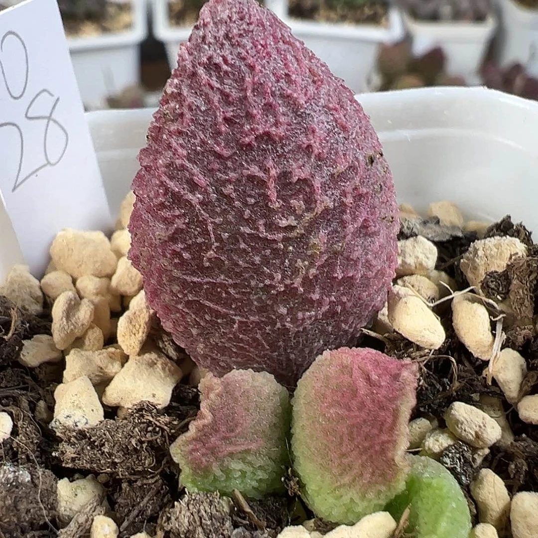 粉色冰晶颗粒款实生新品