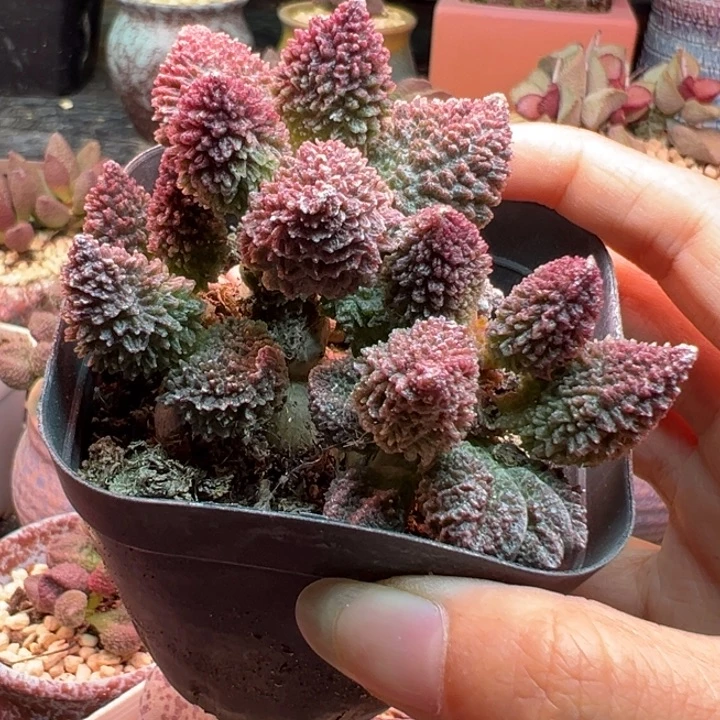 朱紫玉。