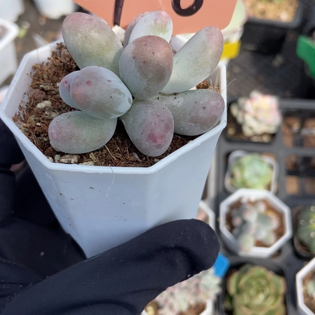 926米可奶多肉植物