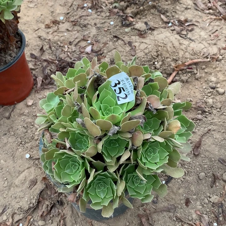 352柠檬玫瑰手捧1号