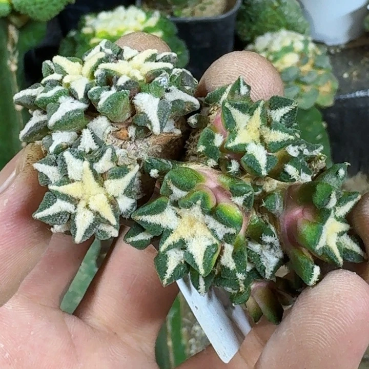 无花朵福利2颗落地黑205