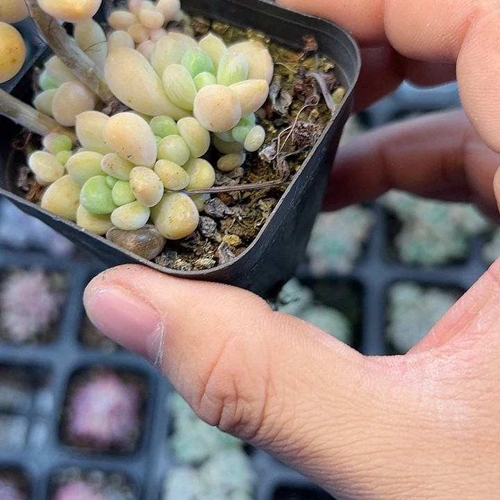 洛神 满3颗包邮