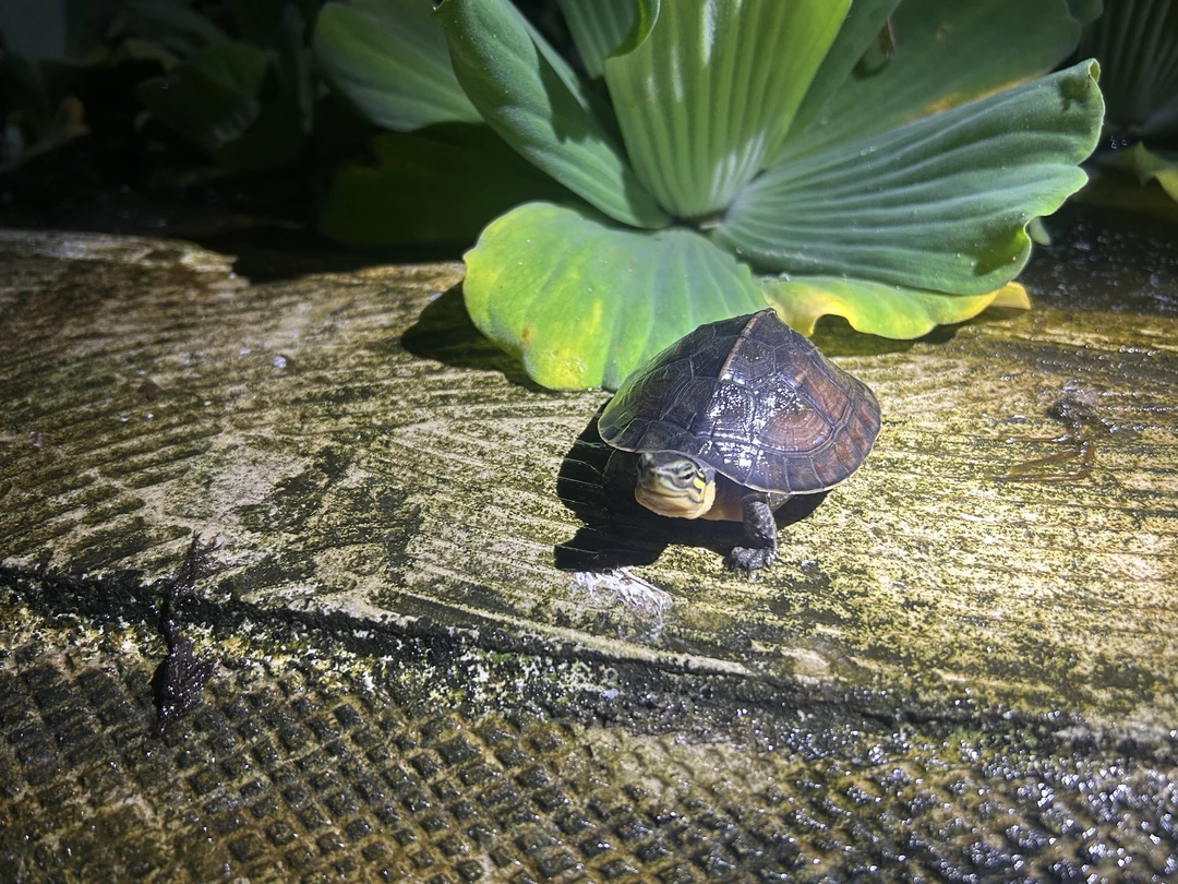 直播-链接直播挑选黑颈线安杂石