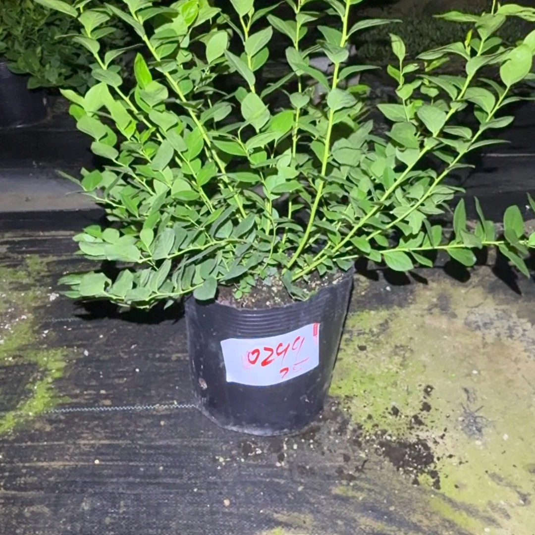 专****超大钵25一物一拍 0299