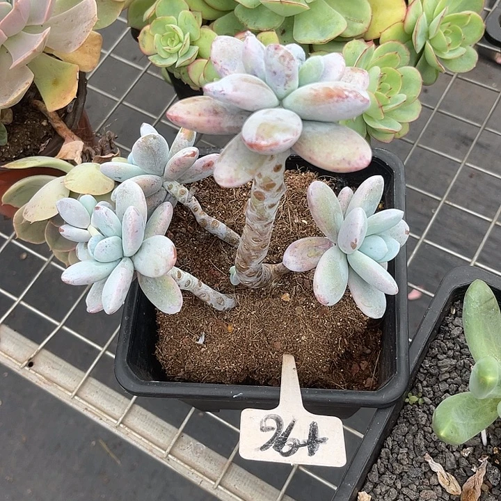 两单包邮，一物一拍96雪美人