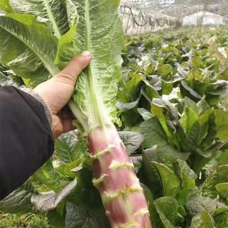 中秋好物耐寒挂丝红皮莴笋种子秋冬种植脆香红莴笋蔬菜种子1000粒