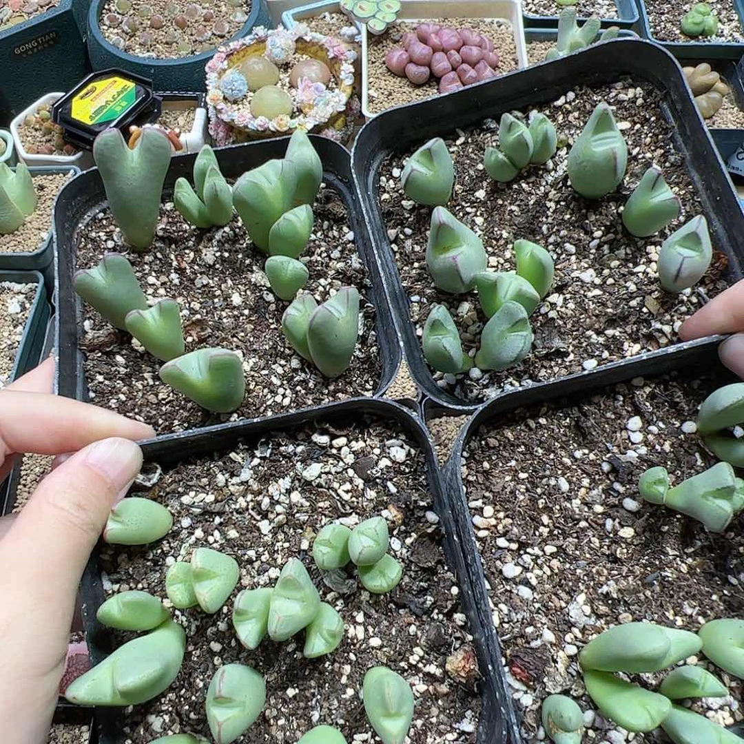 【闪购商品】240 清