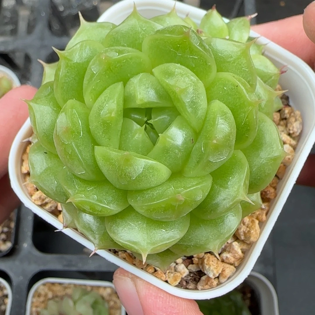 一物一拍青璃珍妮