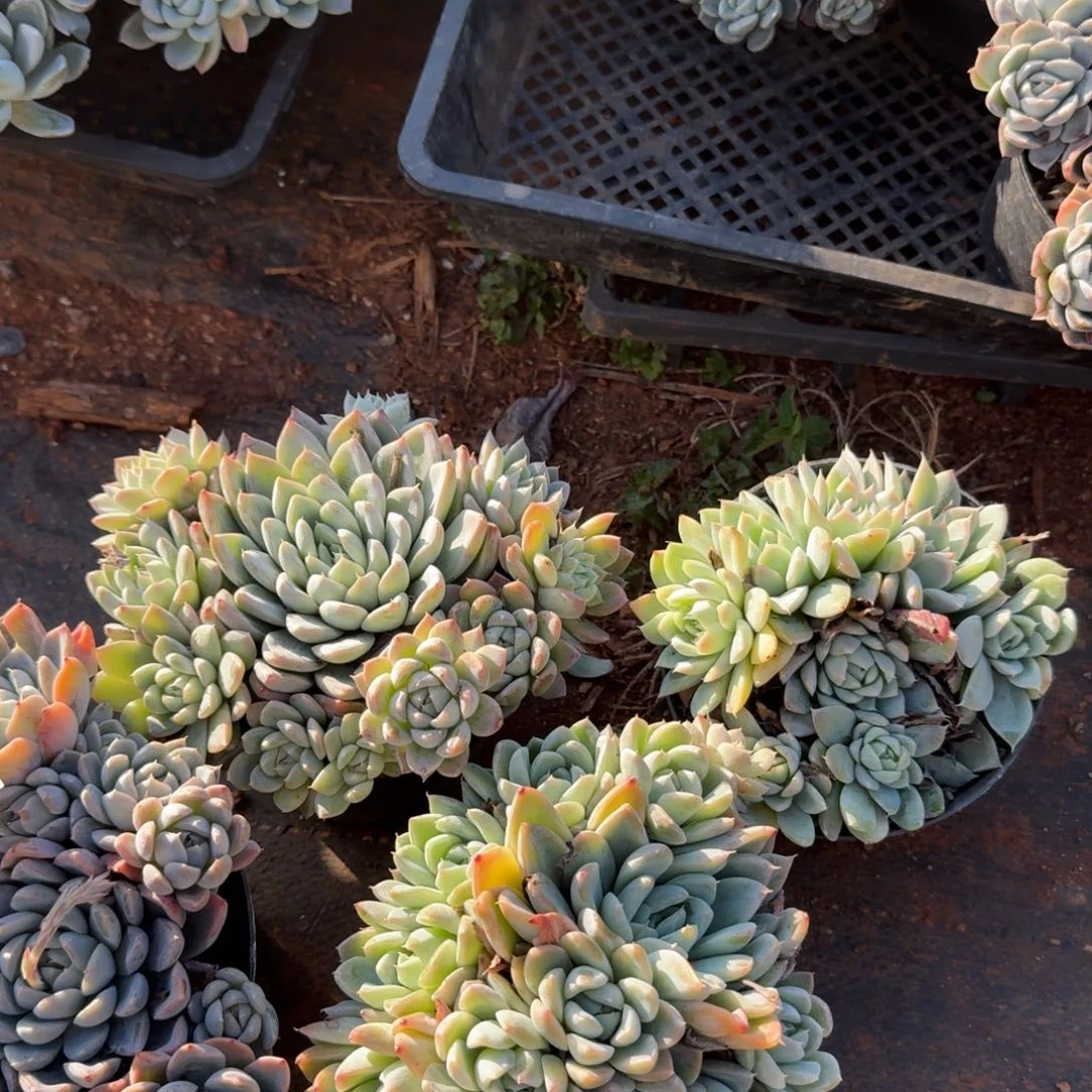 月影群四颗脱土发货21-60