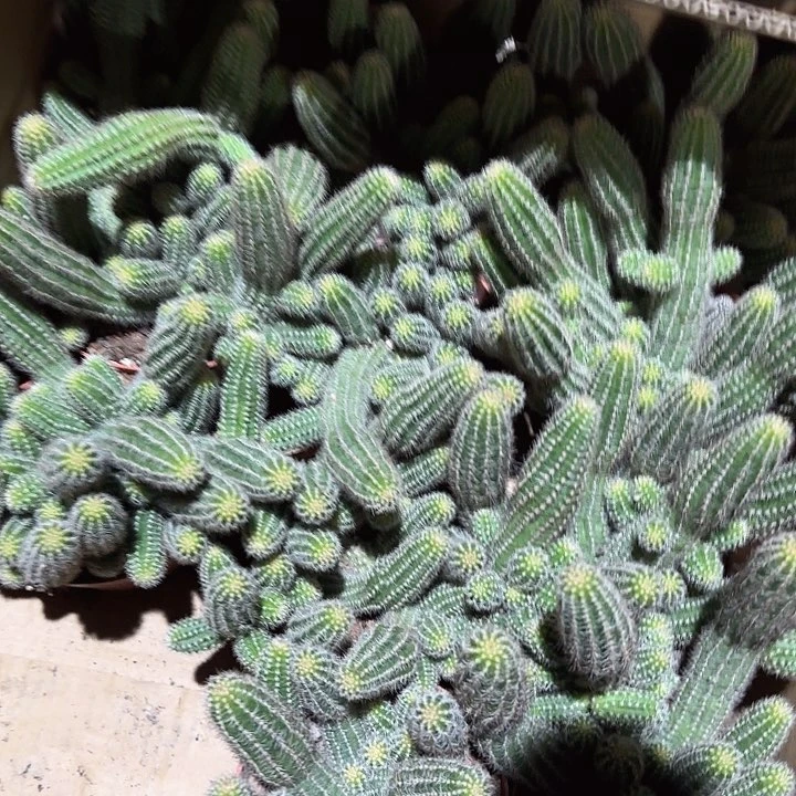 马尔文荣耀大号（掉头掉崽不售后）