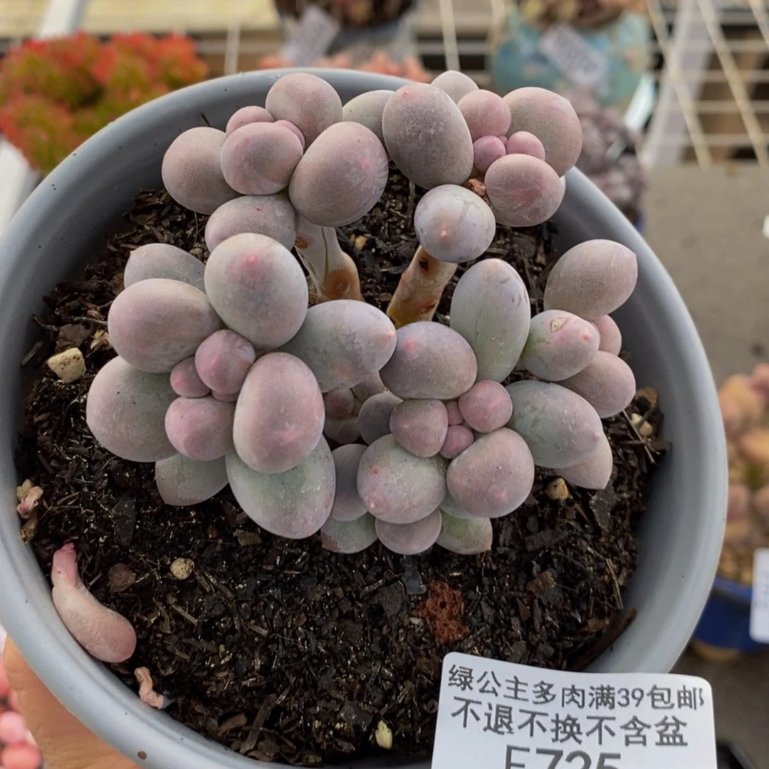 香水手指725/7c m