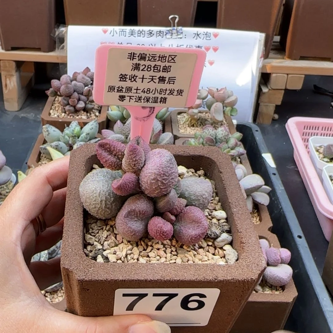 776水蜜桃多肉植物