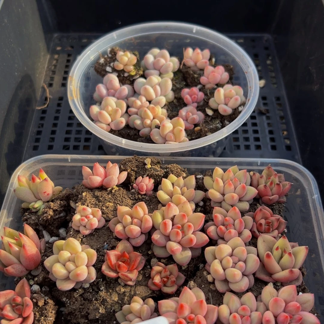 916多肉葡萄的价格也