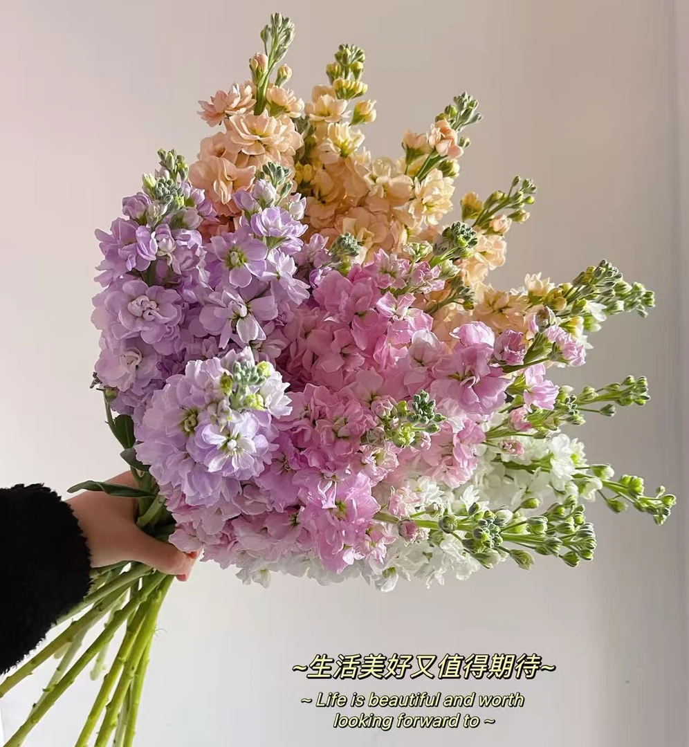 重瓣紫罗兰有香味多色可选云南昆明鲜花直发