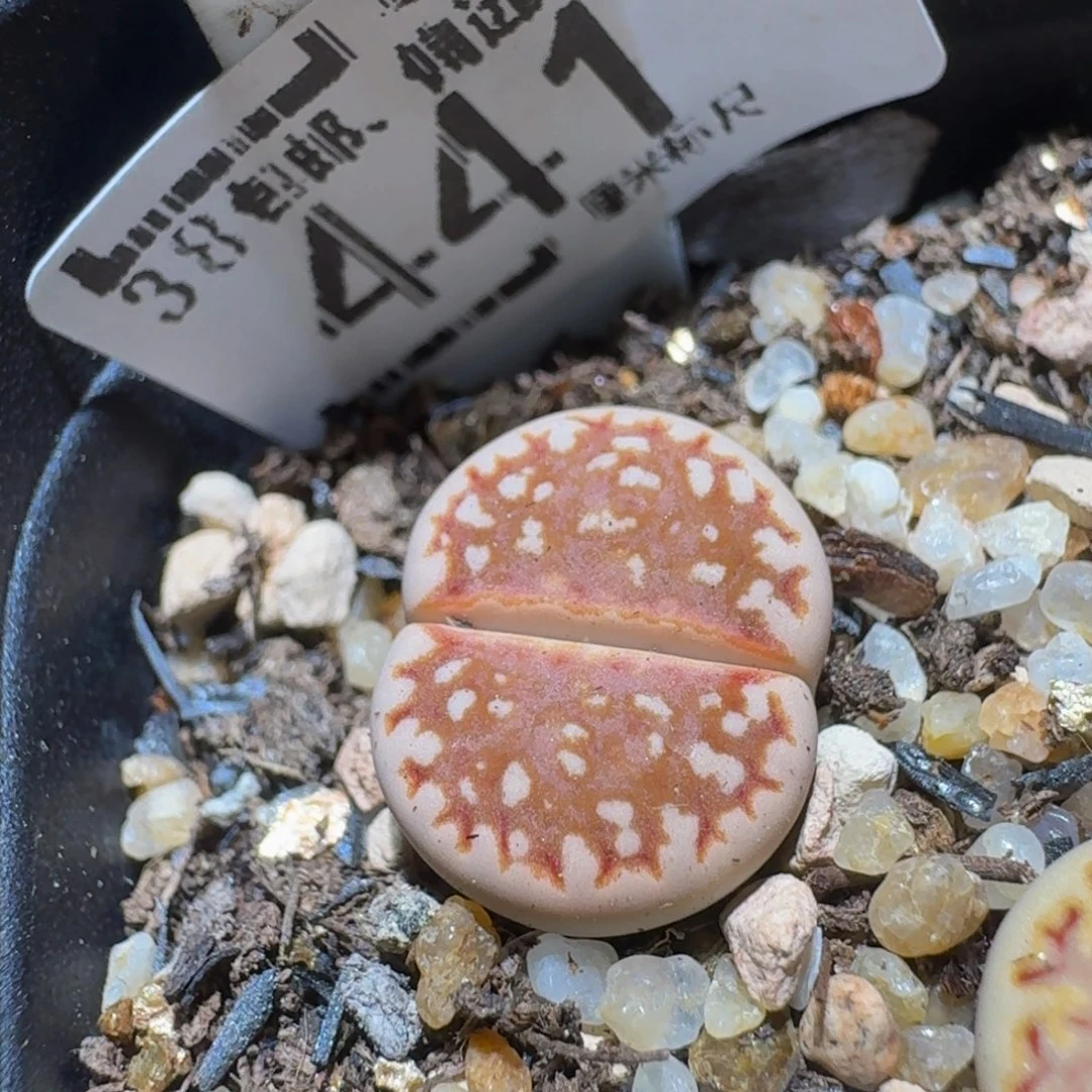 Ssss精品生石花441