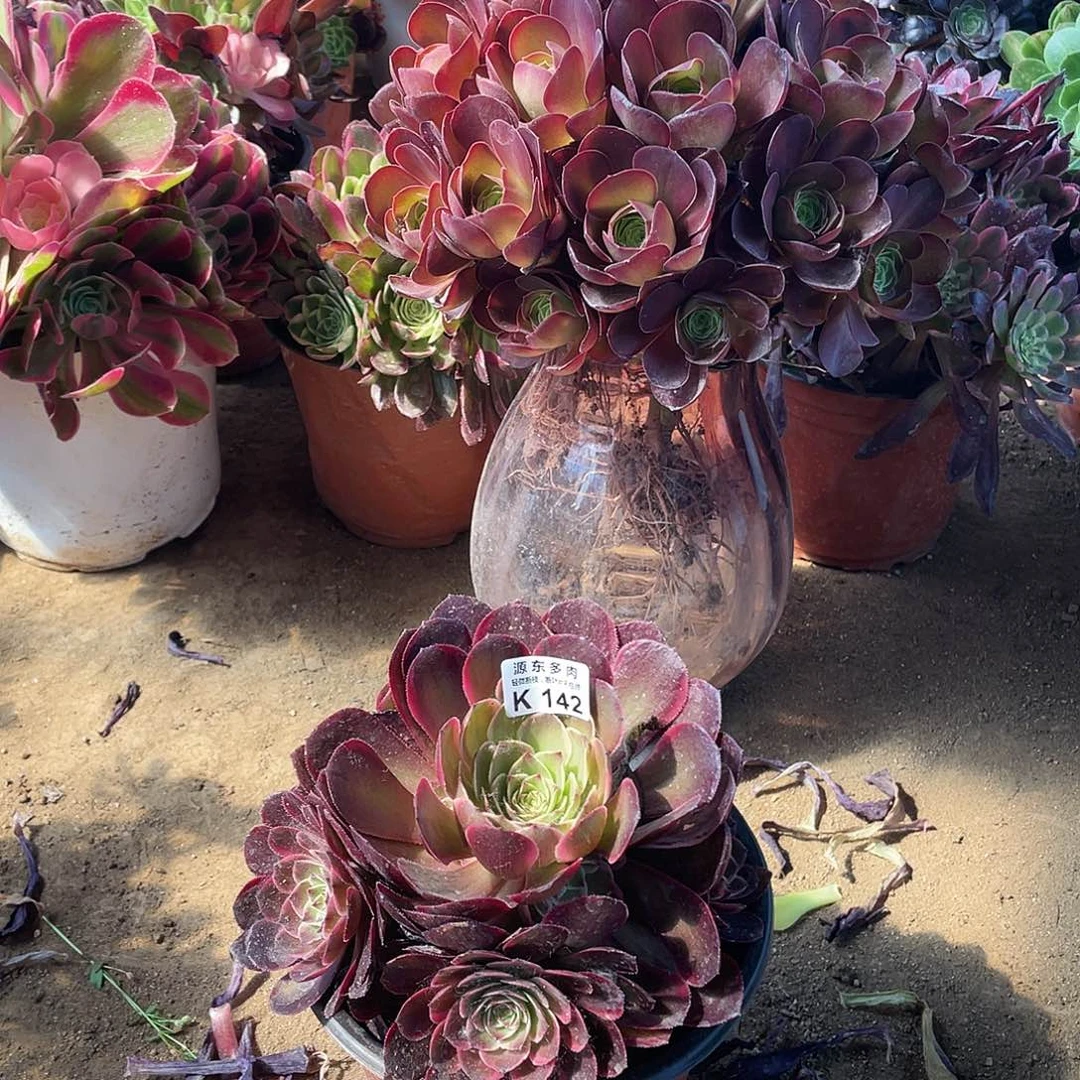 142粉花妖多肉法师断枝不包